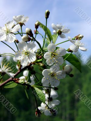  Blossoming cherry