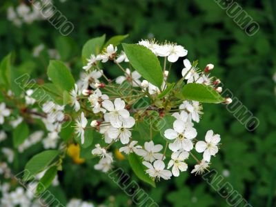 Spring. Blossoming cherry