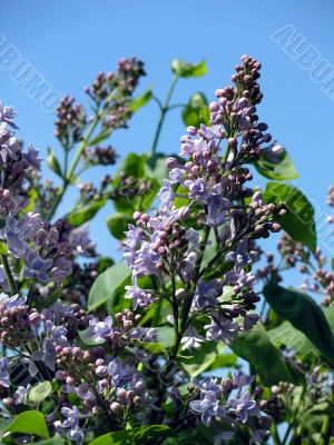 Spring. Blossoming lilac