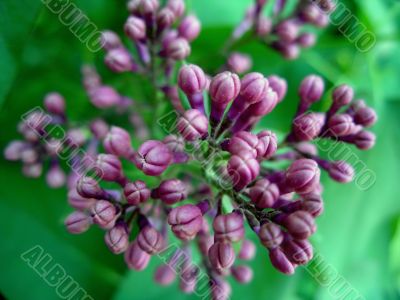 Blossoming lilac close-up