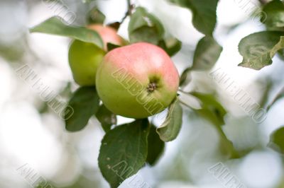 Apples