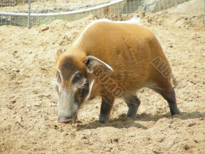 Boar