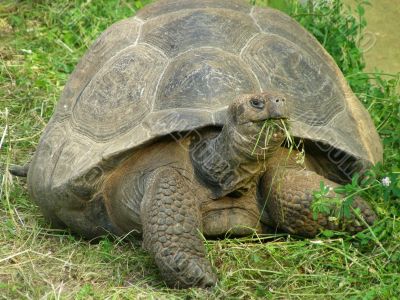 Tortoise