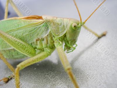 Locust