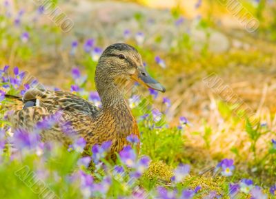 Female mallard