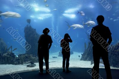 people in oceanarium