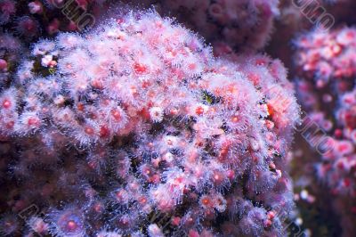 sea pink flowers