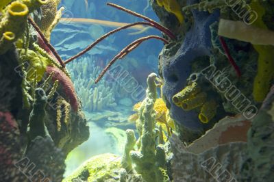 underwater world
