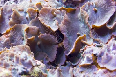 sea flora