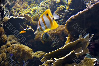 clownfish