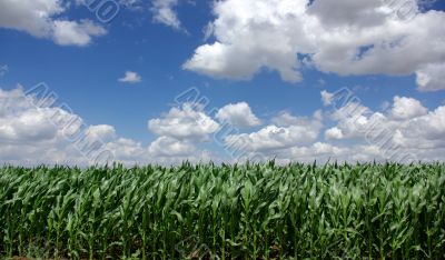  field of green maize