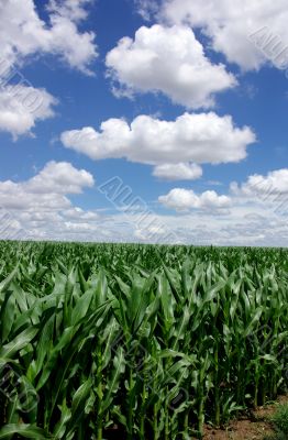 field of green maize