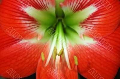 red flower detail