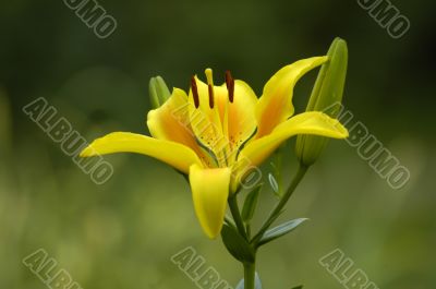 yellow flower