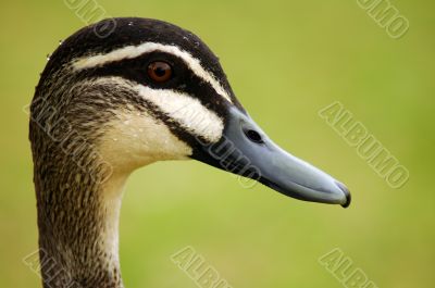 duck head detail