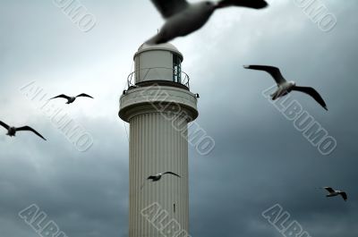 lighthouse seabirds