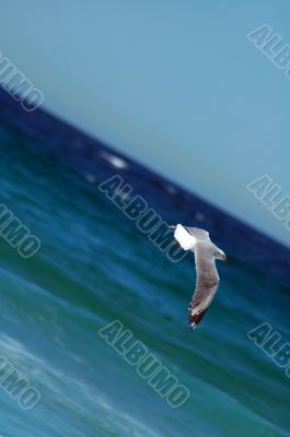 flying sea-gull