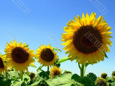 Field of sunflower