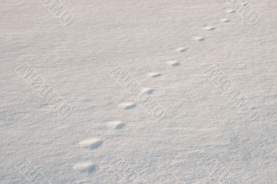 prints on snow