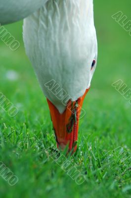 goose detail
