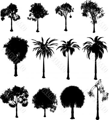 silhouette trees