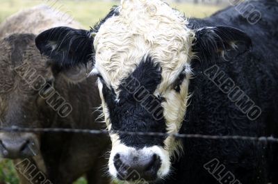 Two cows by a wire fence