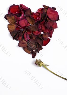 Withered Love