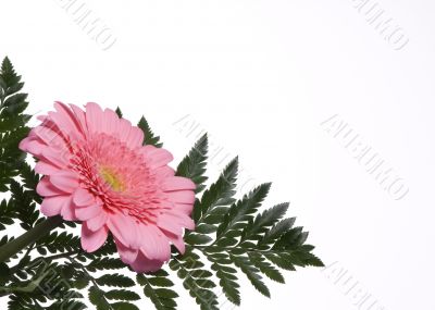 Flowers 3