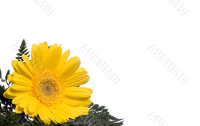 Flowers 6