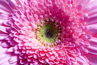 Flowers 7