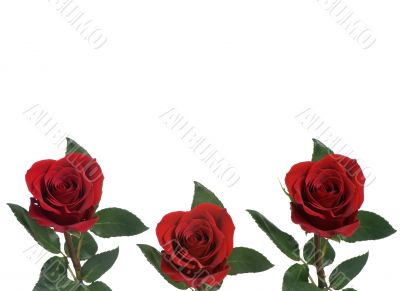Rose Background