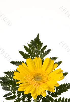 Yellow Flower with Fern
