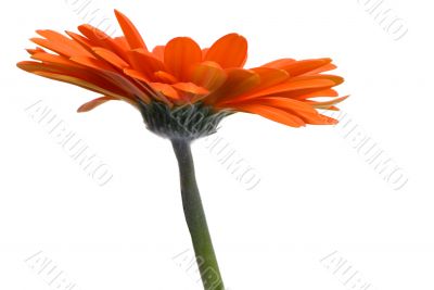 Orange Daisy