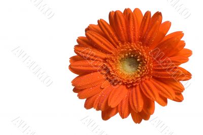 Orange Flower Isolated