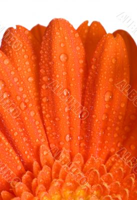 Orange Flower Macro