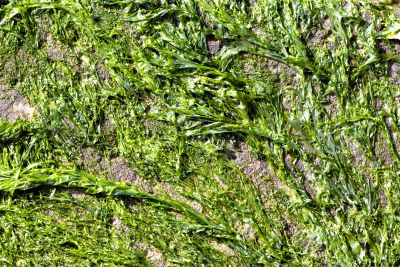 Seaweed background