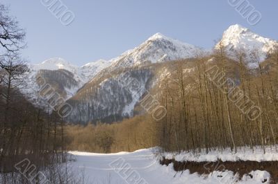 forest and mountains