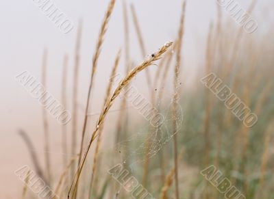 foggy grass