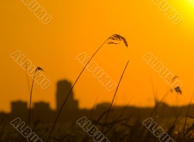 urban sunset