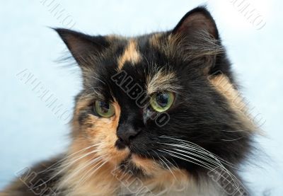 cat