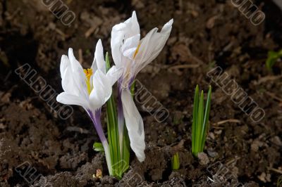 spring flower