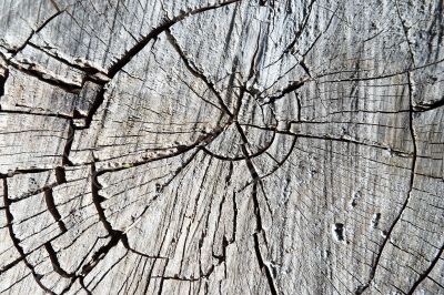 dry wooden texture