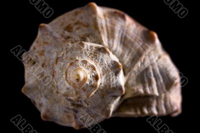 conch shell