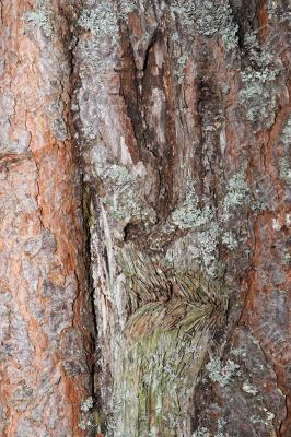 face of tree