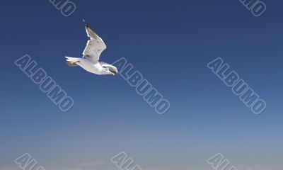 sea-gull