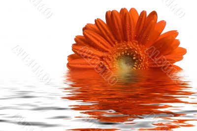 Flower in water
