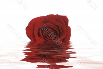 Rose in Water