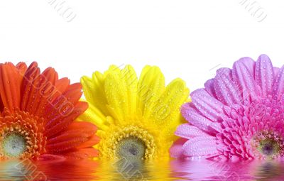 Three Flowers Background 3