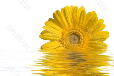 Yellow Flower in Water