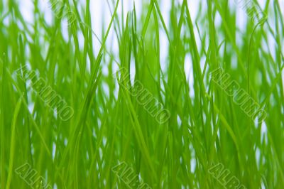 grass